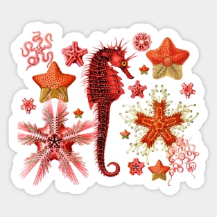 RED SEAHORSE AND SEASTARS IN AQUA BLUE Sea Life Sticker